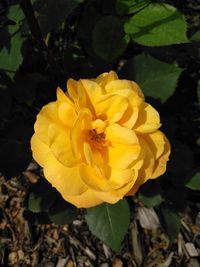 Close-up of yellow flower blooming outdoors