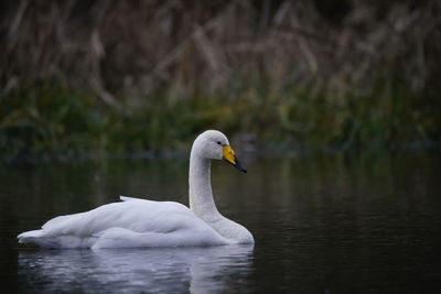 Swan swimming in lake