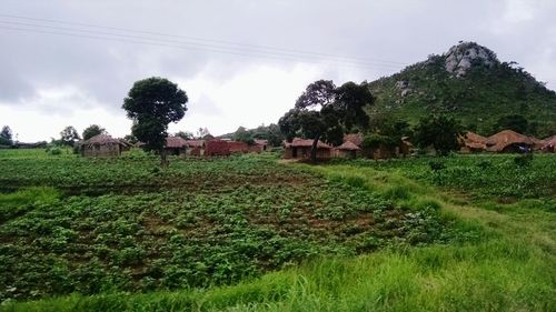 Scenic view of grassy field against sky