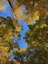 Low angle view of trees against sky during autumn