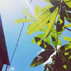 Low angle view of leaves
