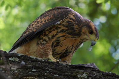 Close-up of owl perching on rock