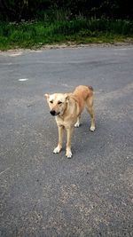 Close-up of dog on road