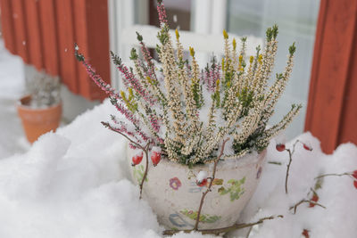 Close-up of flowers against blurred background