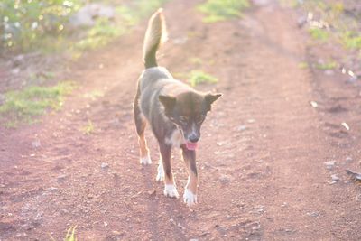 Dog running on field