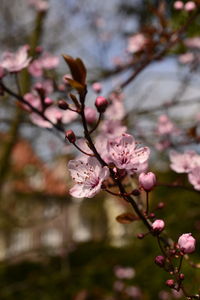 Close-up of cherry blossom tree