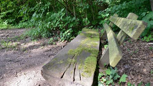 Trees growing in forest