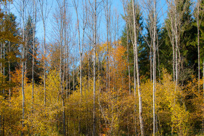 Trees in forest