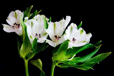 Close-up of white flowering plant against black background