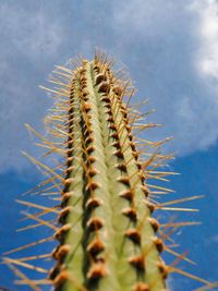 Close-up of cactus