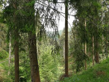 View of trees in forest