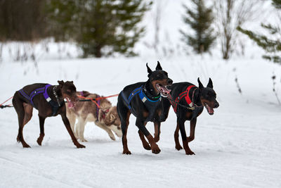 Running doberman dog on sled dog racing. winter dog sport sled team competition. dobermann pinscher