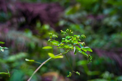 Close-up of plant growing on field