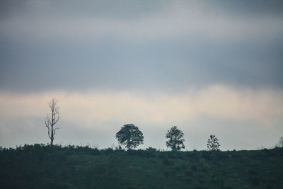 Trees on field against sky