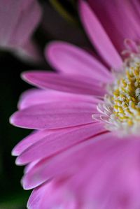 Close-up of pink flower pollen