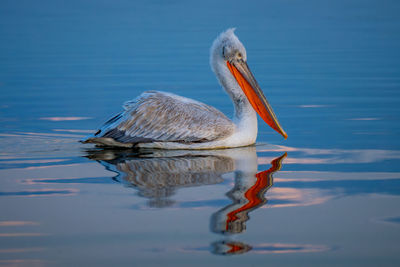 Pelican swimming in lake