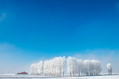 Frozen trees in the foggy plain. winter landscape and foggy weather.