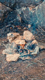 High angle view of dry leaf on rock