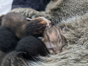 Close-up of cats sleeping