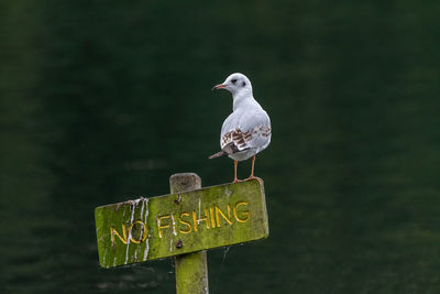 Seagull perching on wooden post