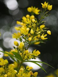 Close-up of yellow flowers blooming outdoors