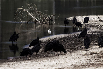 Flock of birds in lake