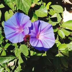 Close-up of purple flower blooming outdoors