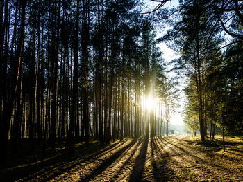 Sun shining through trees in forest