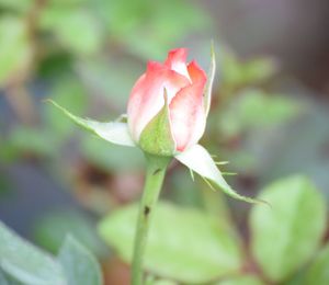 Close-up of flower blooming outdoors