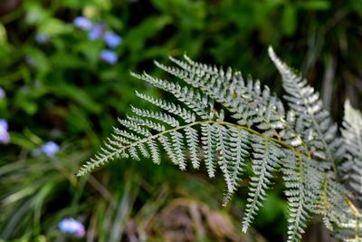 Close-up of fern leaves