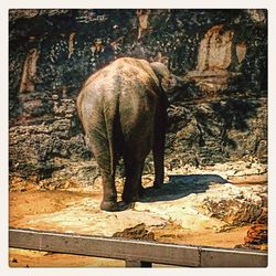 High angle view of elephant