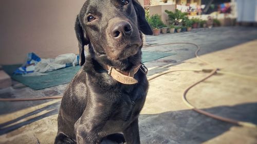 Close-up portrait of dog