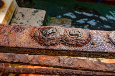 Close-up of lizard on rusty metal