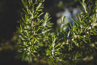 Close-up of pine tree