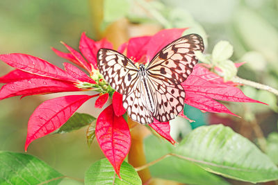 Macro of idea leuconoe butterfly. wild white black insect animal sitting on red poinsettia flower