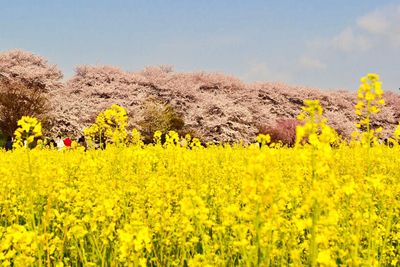 yellow