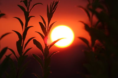 Close-up of plants at sunset