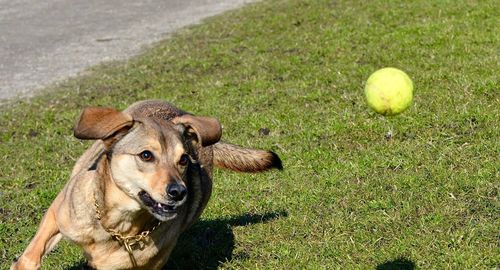 Dog on grassy field