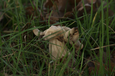 Close-up of mushrooms in field