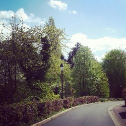 Country road along trees