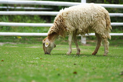 Sheep in a field