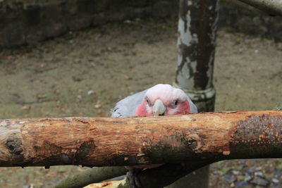 Close-up of animal sleeping on tree