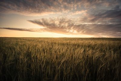 Scenic view of wheat field against sky during sunset