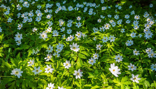 Close-up of white flowering plants on field