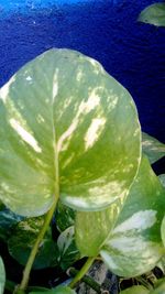 Close-up of fresh green leaf