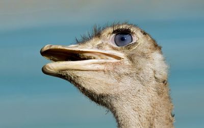 Blue eyed ostrich against blue wall