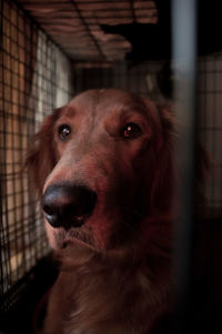 Close-up portrait of a dog