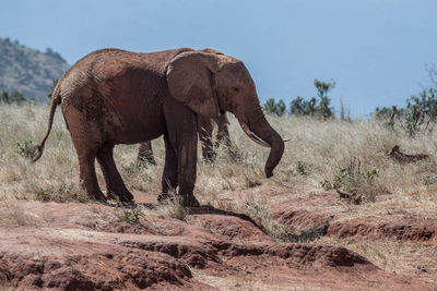 Elephant in a field