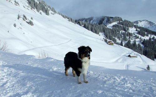 Dog on snow covered mountain