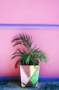 Potted plant by pink wall outdoors